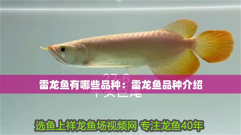 雷龍魚有哪些品種：雷龍魚品種介紹