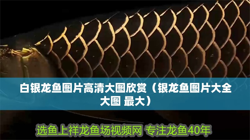 白銀龍魚(yú)圖片高清大圖欣賞（銀龍魚(yú)圖片大全大圖 最大）