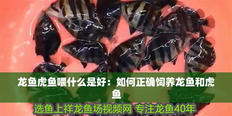 龍魚(yú)虎魚(yú)喂什么是好：如何正確飼養(yǎng)龍魚(yú)和虎魚(yú)