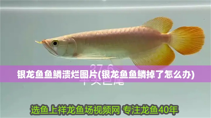 銀龍魚魚鱗潰爛圖片(銀龍魚魚鱗掉了怎么辦)