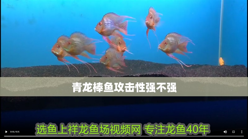 青龍棒魚攻擊性強不強