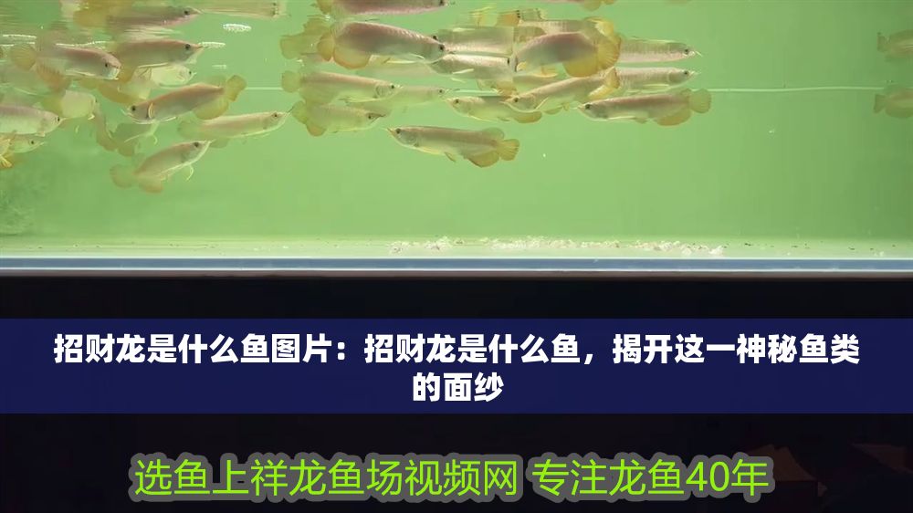 詳細閱讀:招財龍是什么魚圖片:招財龍是什么魚,揭開這一神秘魚類的面紗 招財龍是什么魚圖片:招財龍是什么魚,揭開這一神秘魚類的面紗