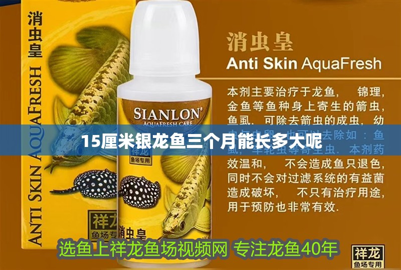 15厘米銀龍魚三個(gè)月能長(zhǎng)多大呢
