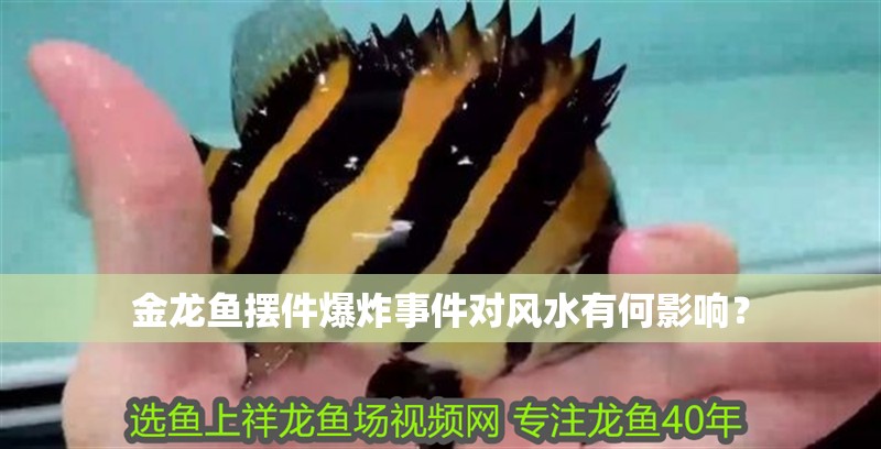 金龍魚擺件爆炸事件對風水有何影響？