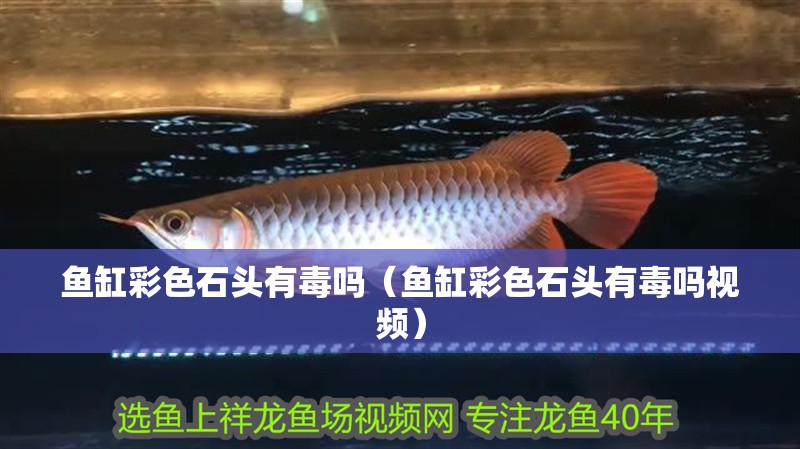 魚缸彩色石頭有毒嗎（魚缸彩色石頭有毒嗎視頻）