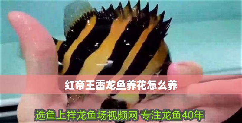 紅帝王雷龍魚養(yǎng)花怎么養(yǎng)