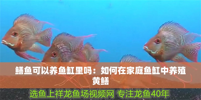 鱔魚可以養(yǎng)魚缸里嗎：如何在家庭魚缸中養(yǎng)殖黃鱔