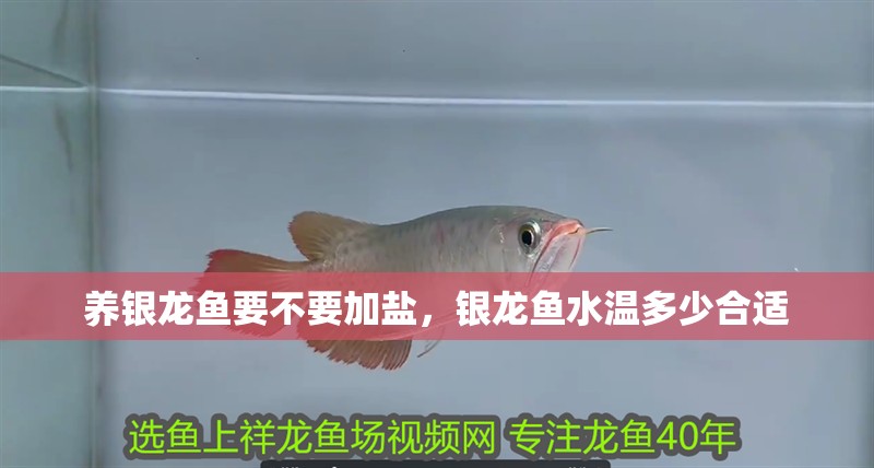 養(yǎng)銀龍魚要不要加鹽，銀龍魚水溫多少合適 養(yǎng)銀龍魚要不要加鹽，銀龍魚水溫多少合適 銀龍魚百科