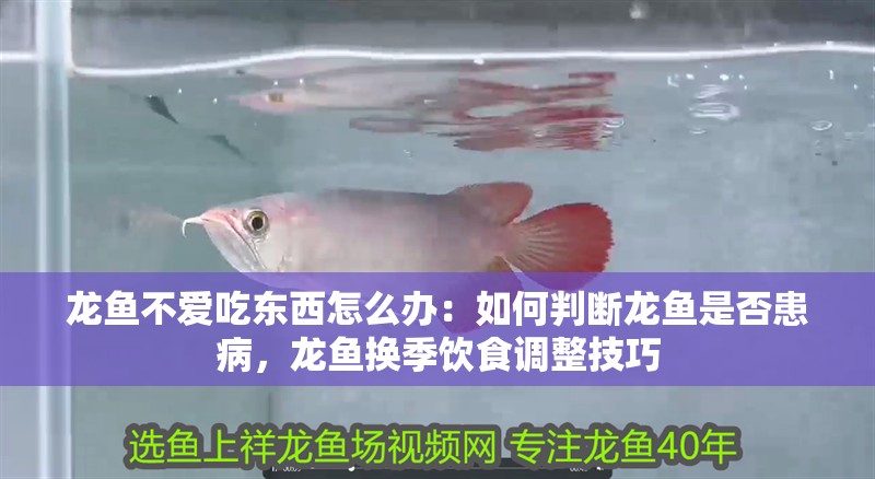 龍魚不愛吃東西怎么辦：如何判斷龍魚是否患病，龍魚換季飲食調整技巧