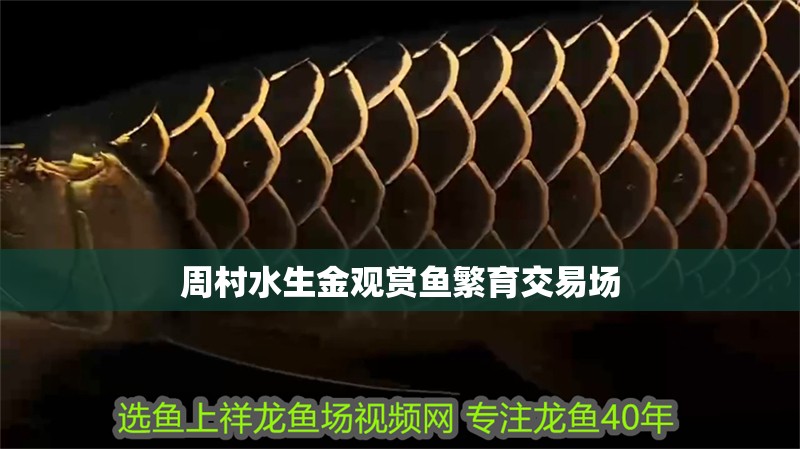 周村水生金觀賞魚繁育交易場