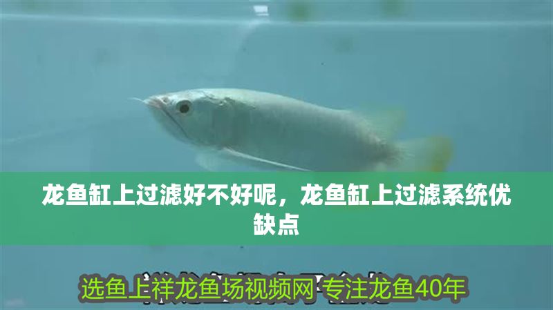 龍魚缸上過濾好不好呢，龍魚缸上過濾系統優缺點