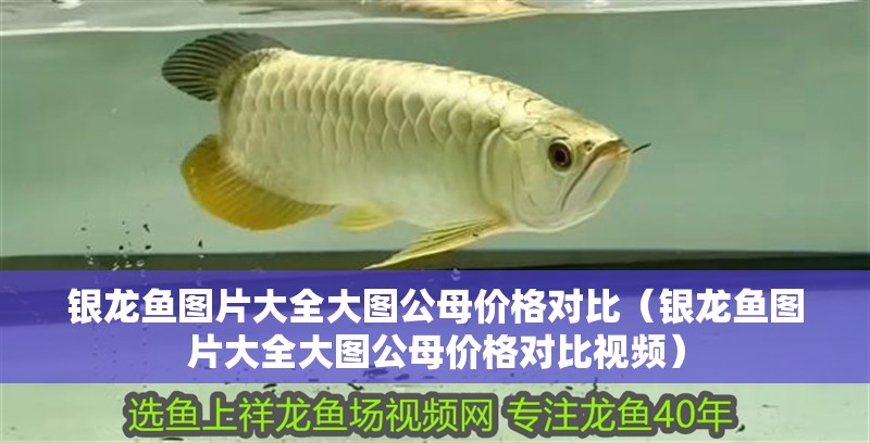 銀龍魚圖片大全大圖公母價格對比（銀龍魚圖片大全大圖公母價格對比視頻）