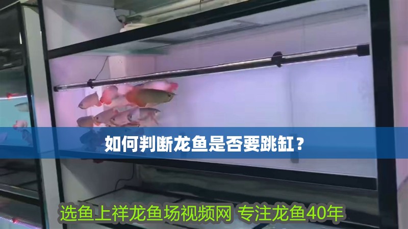 如何判斷龍魚是否要跳缸？