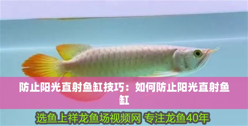 防止陽光直射魚缸技巧：如何防止陽光直射魚缸