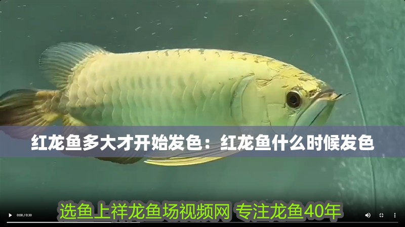 紅龍魚多大才開始發色：紅龍魚什么時候發色 紅龍魚多大才開始發色：紅龍魚什么時候發色 龍魚百科