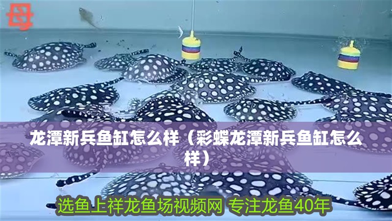 龍潭新兵魚缸怎么樣（彩蝶龍潭新兵魚缸怎么樣）