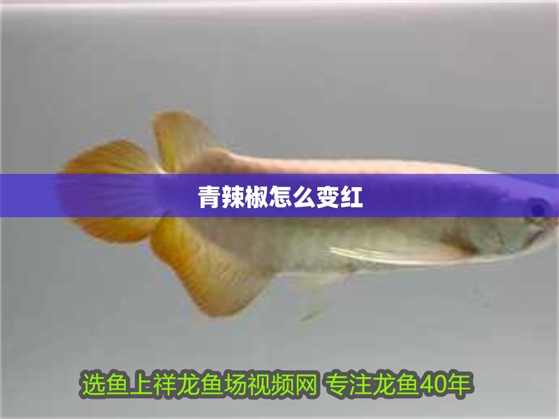 青辣椒怎么變紅 青辣椒怎么變紅 龍魚論壇