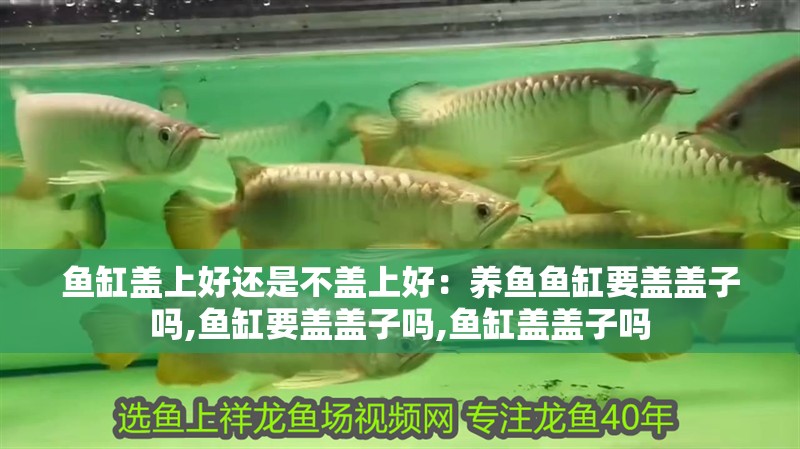 魚缸蓋上好還是不蓋上好：養(yǎng)魚魚缸要蓋蓋子嗎,魚缸要蓋蓋子嗎,魚缸蓋蓋子嗎 魚缸蓋上好還是不蓋上好：養(yǎng)魚魚缸要蓋蓋子嗎,魚缸要蓋蓋子嗎,魚缸蓋蓋子嗎 魚缸百科