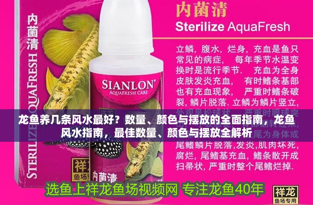 龍魚養幾條風水最好？數量、顏色與擺放的全面指南，龍魚風水指南，最佳數量、顏色與擺放全解析