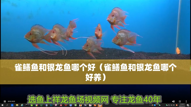 雀鱔魚和銀龍魚哪個好（雀鱔魚和銀龍魚哪個好養）