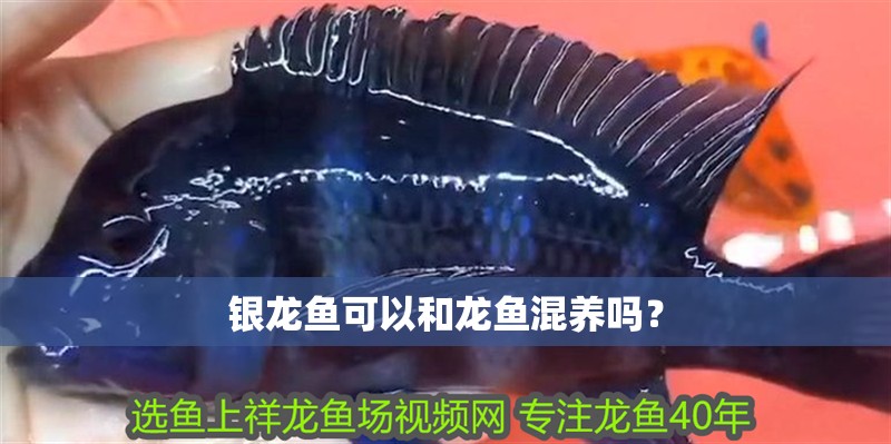 銀龍魚可以和龍魚混養嗎？