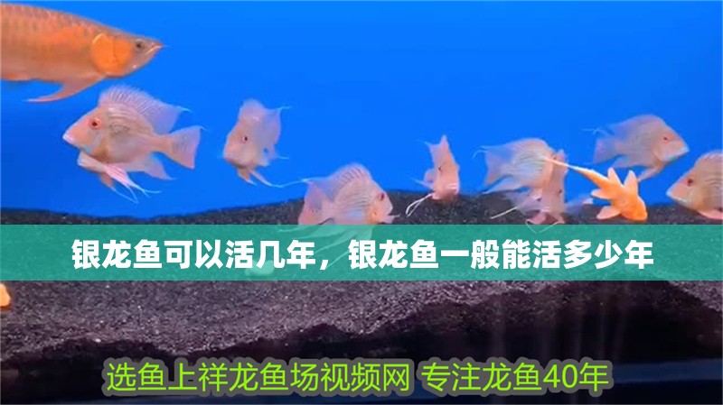 銀龍魚(yú)可以活幾年，銀龍魚(yú)一般能活多少年 銀龍魚(yú)可以活幾年，銀龍魚(yú)一般能活多少年 銀龍魚(yú)百科