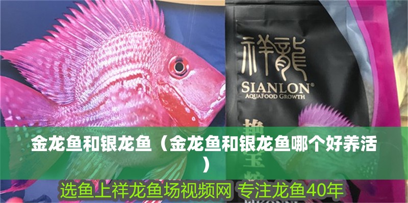 金龍魚和銀龍魚（金龍魚和銀龍魚哪個好養活） 金龍魚和銀龍魚（金龍魚和銀龍魚哪個好養活） 銀龍魚百科