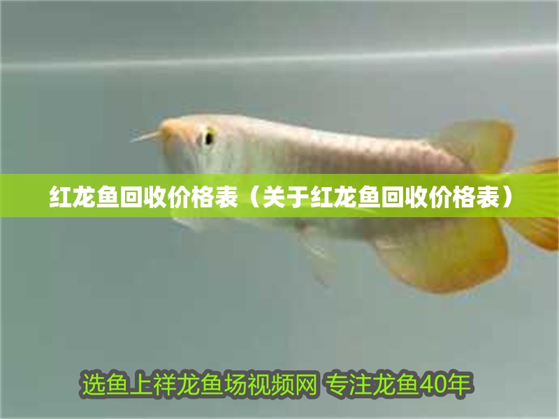 紅龍魚回收價格表（關于紅龍魚回收價格表）
