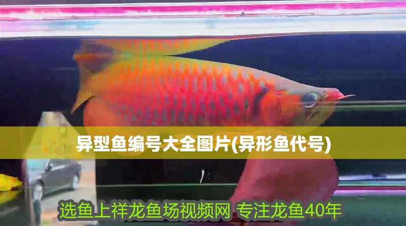 異型魚編號大全圖片(異形魚代號) 異型魚編號大全圖片(異形魚代號) 銀龍魚百科