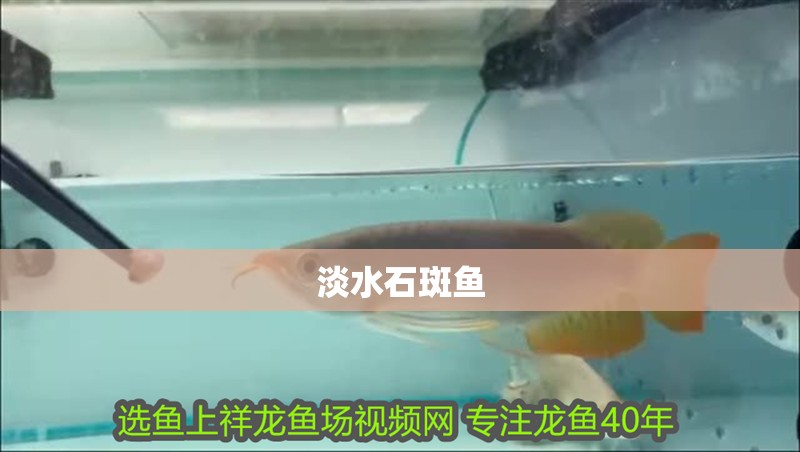 淡水石斑魚