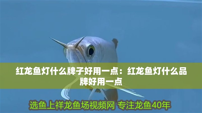紅龍魚燈什么牌子好用一點：紅龍魚燈什么品牌好用一點 紅龍魚燈什么牌子好用一點：紅龍魚燈什么品牌好用一點 龍魚百科
