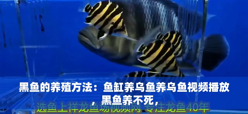 黑魚的養(yǎng)殖方法：魚缸養(yǎng)烏魚養(yǎng)烏魚視頻播放，黑魚養(yǎng)不死，