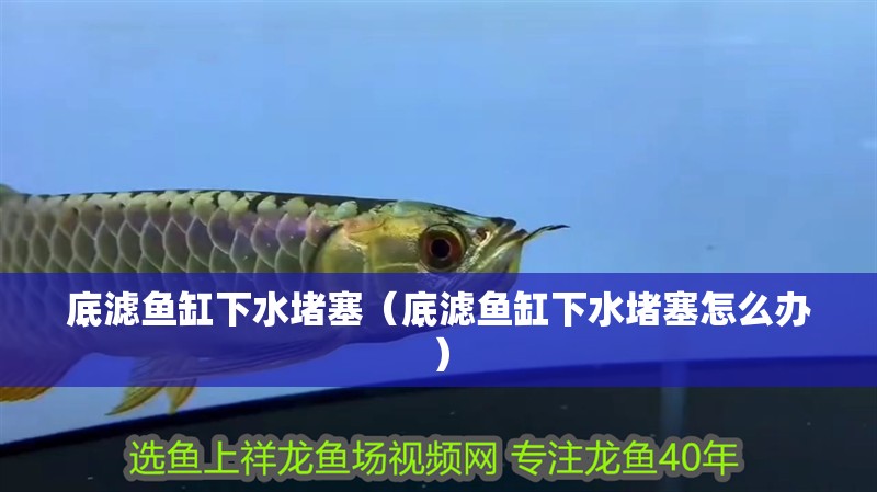 底濾魚缸下水堵塞（底濾魚缸下水堵塞怎么辦）