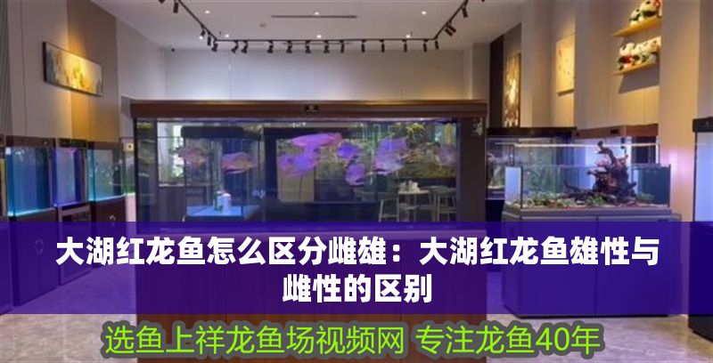 大湖紅龍魚怎么區分雌雄：大湖紅龍魚雄性與雌性的區別