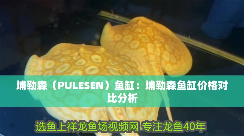 埔勒森（PULESEN）魚缸：埔勒森魚缸價格對比分析 埔勒森（PULESEN）魚缸：埔勒森魚缸價格對比分析 魚缸百科