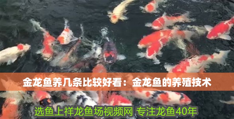 金龍魚養(yǎng)幾條比較好看：金龍魚的養(yǎng)殖技術(shù)