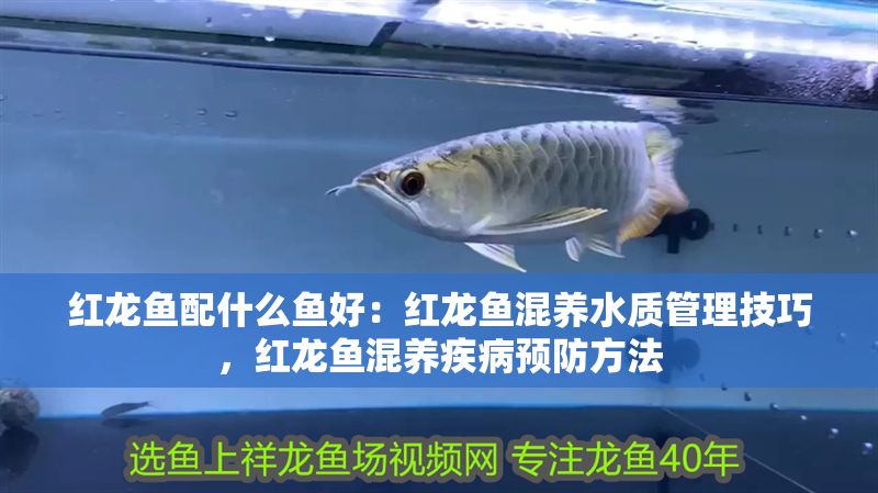 紅龍魚配什么魚好：紅龍魚混養水質管理技巧，紅龍魚混養疾病預防方法