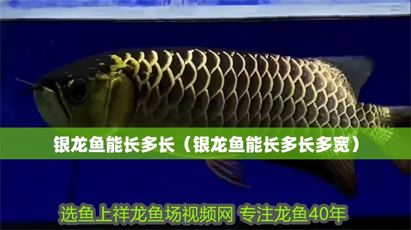 銀龍魚能長多長（銀龍魚能長多長多寬）
