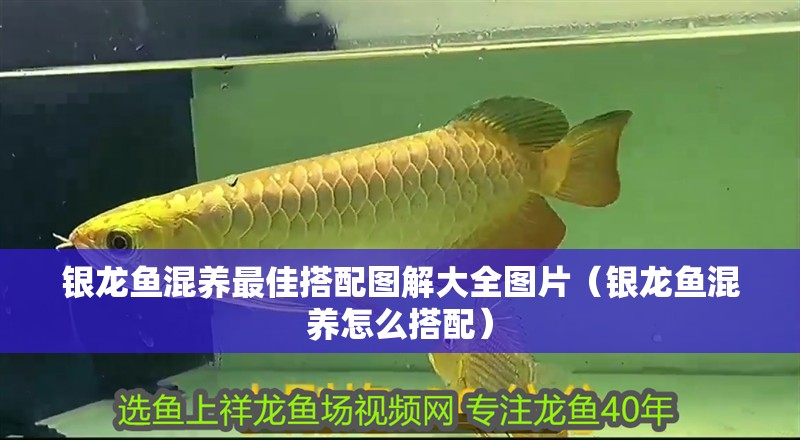 魚缸用增氧泵價格是多少:魚缸增氧機-xtrac增氧機-xtrac增氧機 銀龍魚混養最佳搭配圖解大全圖片(銀龍魚混養怎么搭配) 銀龍魚百科 銀龍魚混養最佳搭配圖解大全圖片(銀龍魚混養怎么搭配) 銀龍魚混養最佳搭配圖解大全圖片(銀龍魚混養怎么搭配) 銀龍魚百科