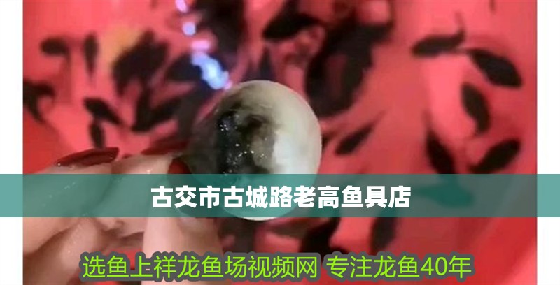 <strong><mark>古交</mark></strong>市古城路老高魚具店