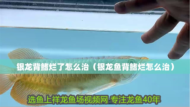 銀龍背鰭爛了怎么治（銀龍魚背鰭爛怎么治）