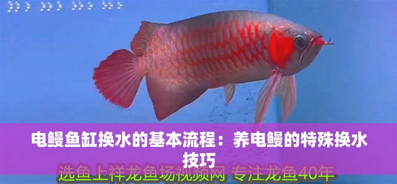 電鰻魚缸換水的基本流程：養(yǎng)電鰻的特殊換水技巧