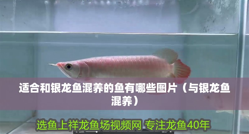 適合和銀龍魚混養的魚有哪些圖片（與銀龍魚混養）
