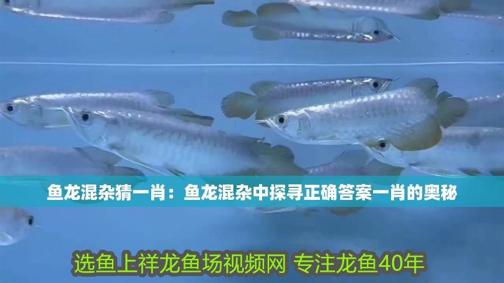 魚龍混雜猜一肖：魚龍混雜中探尋正確答案一肖的奧秘