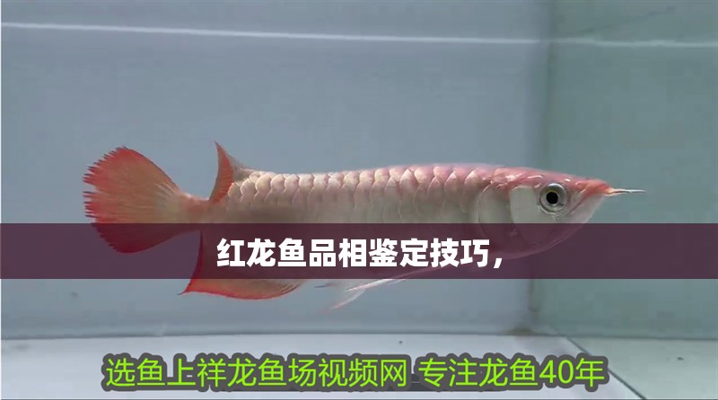紅龍魚品相鑒定技巧，