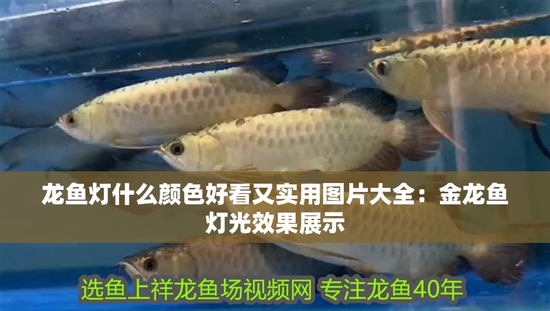 龍魚燈什么顏色好看又實(shí)用圖片大全：金龍魚燈光效果展示