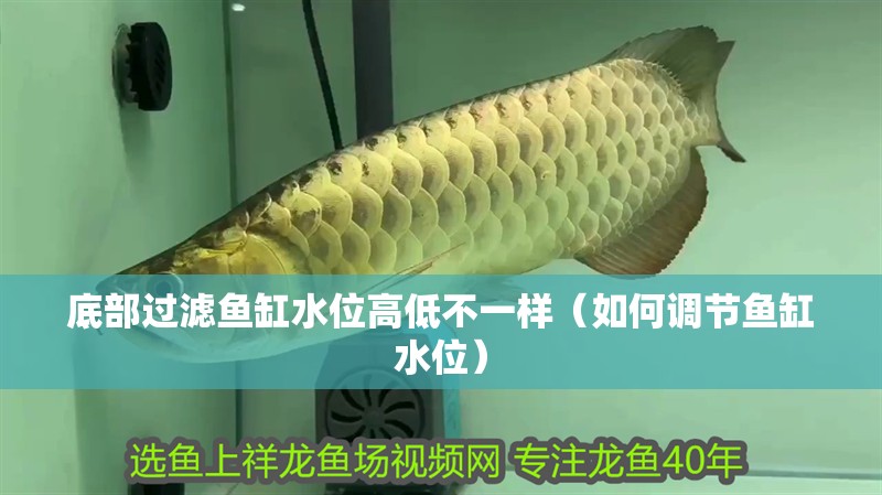 底部過濾魚缸水位高低不一樣（如何調(diào)節(jié)魚缸水位）