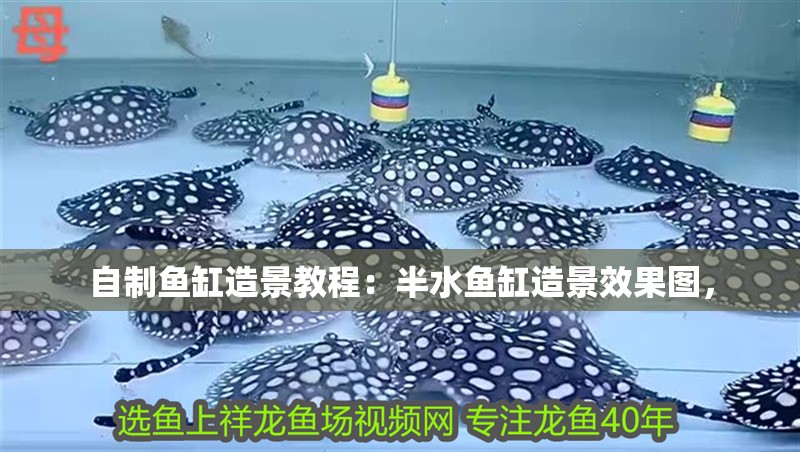 自制魚(yú)缸造景教程：半水魚(yú)缸造景效果圖，
