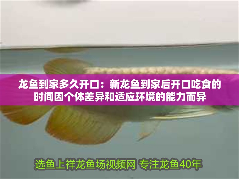 龍魚到家多久開口：新龍魚到家后開口吃食的時間因個體差異和適應環境的能力而異