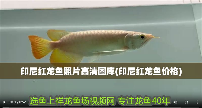 印尼紅龍魚(yú)照片高清圖庫(kù)(印尼紅龍魚(yú)價(jià)格)